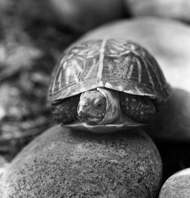 bwmacro_tgarden02.jpg