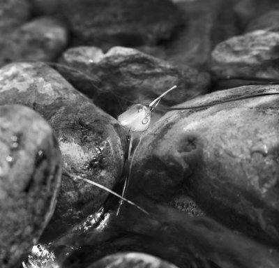 bwmacro_tgarden03.jpg