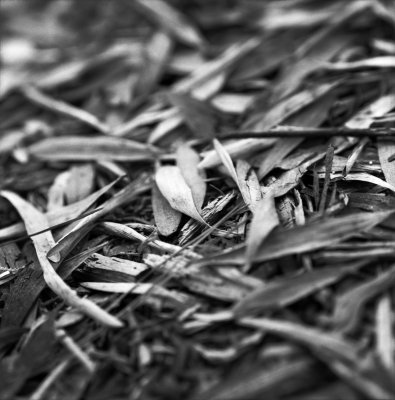 bwmacro_tgarden06.jpg