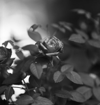 bwmacro_tgarden07.jpg