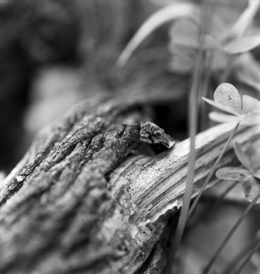 bwmacro_tgarden08.jpg