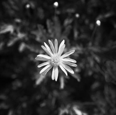 bwmacro_tgarden10.jpg