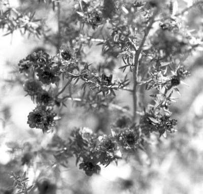 bwmacro_tgarden11.jpg