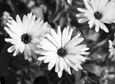 bwmacro_tgarden12.jpg