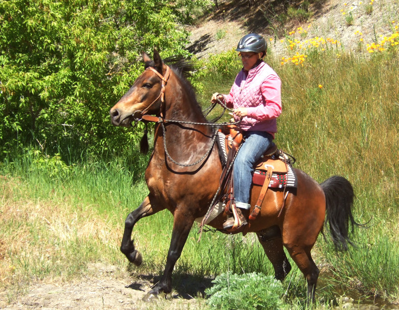 Tadpole, 6 Year old Paso Fino on Trail Ride
