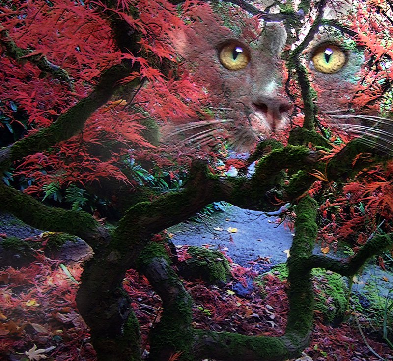 The Cat in the Forest. Fuji FinePix F30 camera