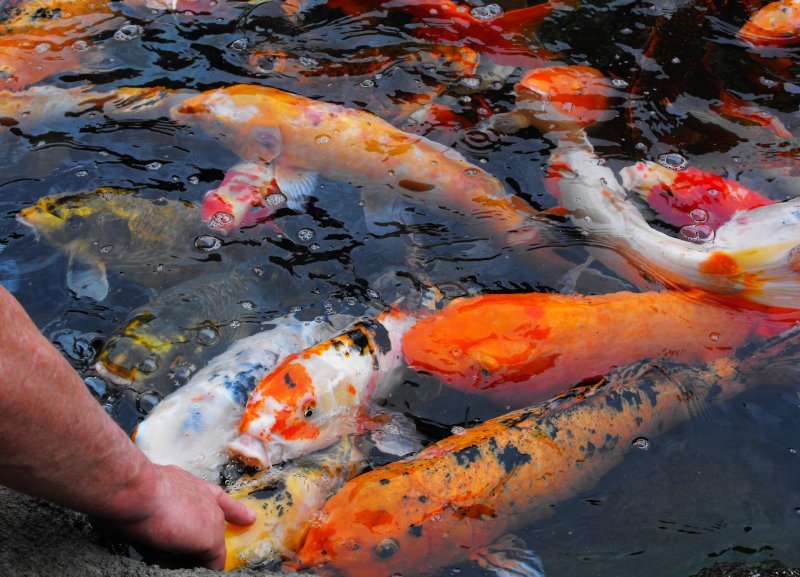 Koi Looking for Attention Hawaii