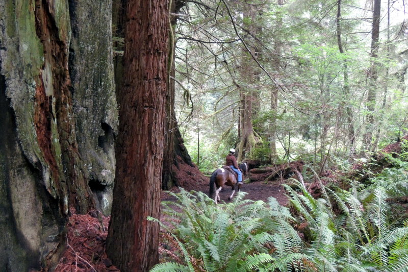 Old growth and young growth comparison