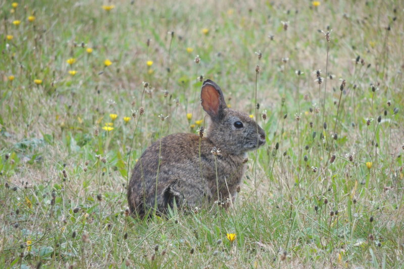 bunny