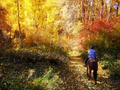 Forest of gold