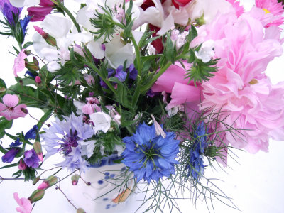 Love in a Mist