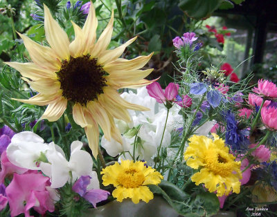 Sunflower