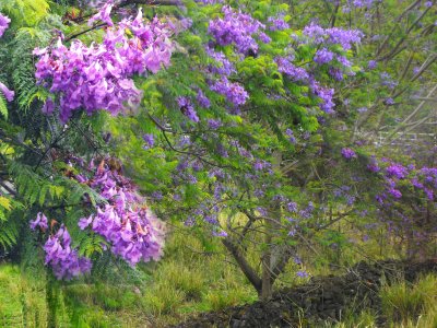 Scent of Purple Along Rock Wall Hawaii