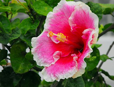 Pink Hibiscus. Hawaii