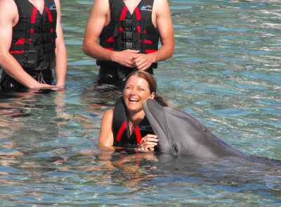 Playing with Dolphins Hawaii