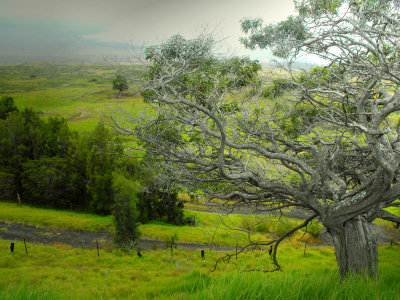 Parker Ranch Land Hawaii