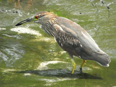 Heron Hawaii