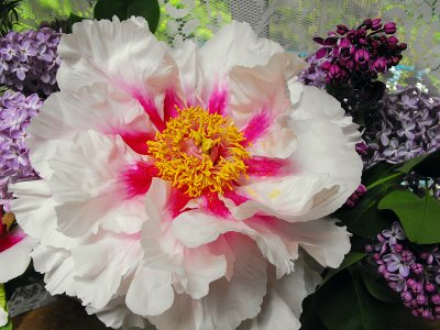 Tree Peony