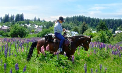 Shiloh in the lupin