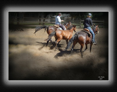 Three Little Paso Fino Brothers