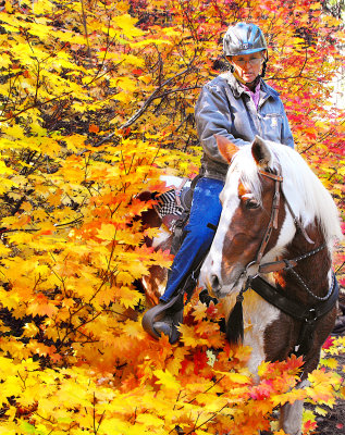 Pinto in the Maples