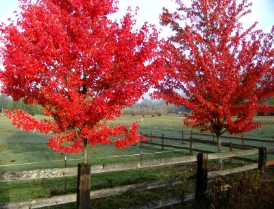 Red Maples in the early morning