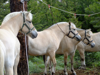 Fiord Horses