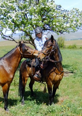 Quincey and Shiloh, full brothers Paso Fino