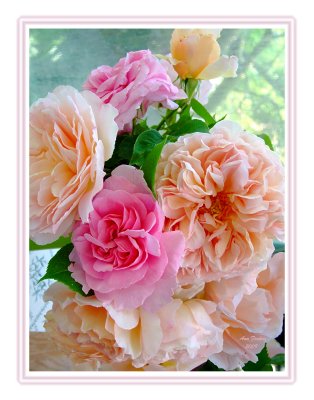 David Austin's wonderful roses