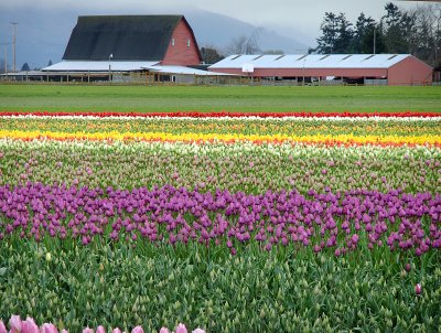 Tulips of Skagit County