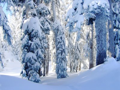 Snowy woods