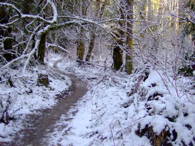 A walk in the woods