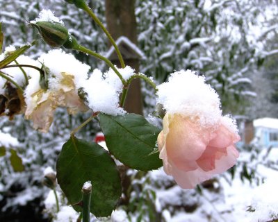 Roses caught in a snowstorm