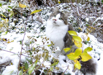 Snickers in the snow