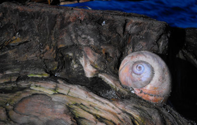 Snail shell moon snail