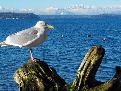 Gull on Puget Sound