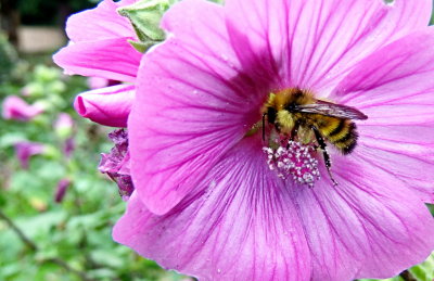 Bee on Lavatera