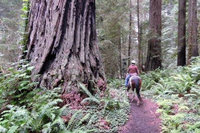 Riding through the redwoods