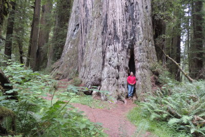Redwoods national park