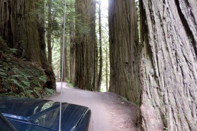 Road through the redwoods