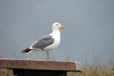 gull