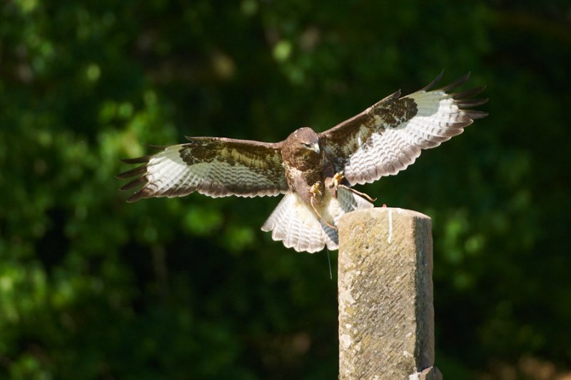 Buzzard landing on post 353