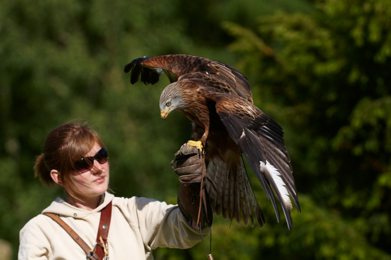 Red Kite on handlers hand (Holly) 363