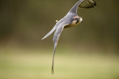 g1/71/904971/3/110538987.mfjzCBGe.jpg