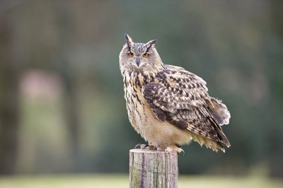Eagle Owl