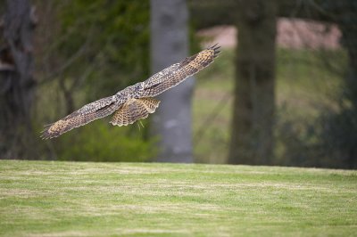 Eagle Owl