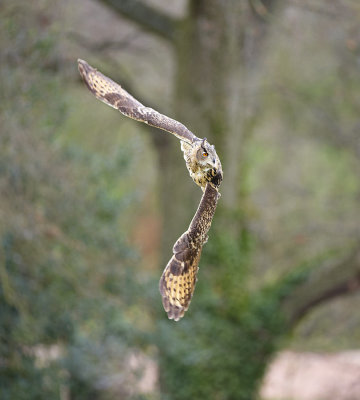 Eagle Owl