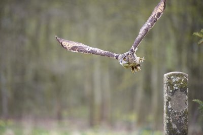 Eagle Owl