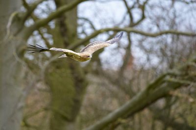 Indian Tawny Eagle