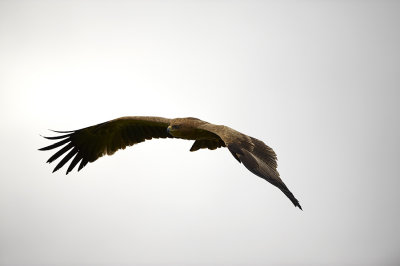 Indian Tawny Eagle